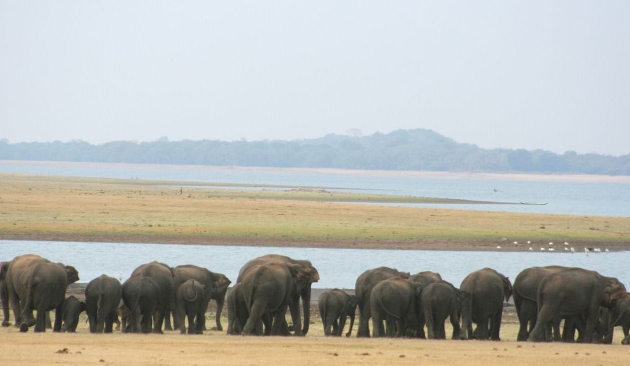 Sri Lankan wildlife
